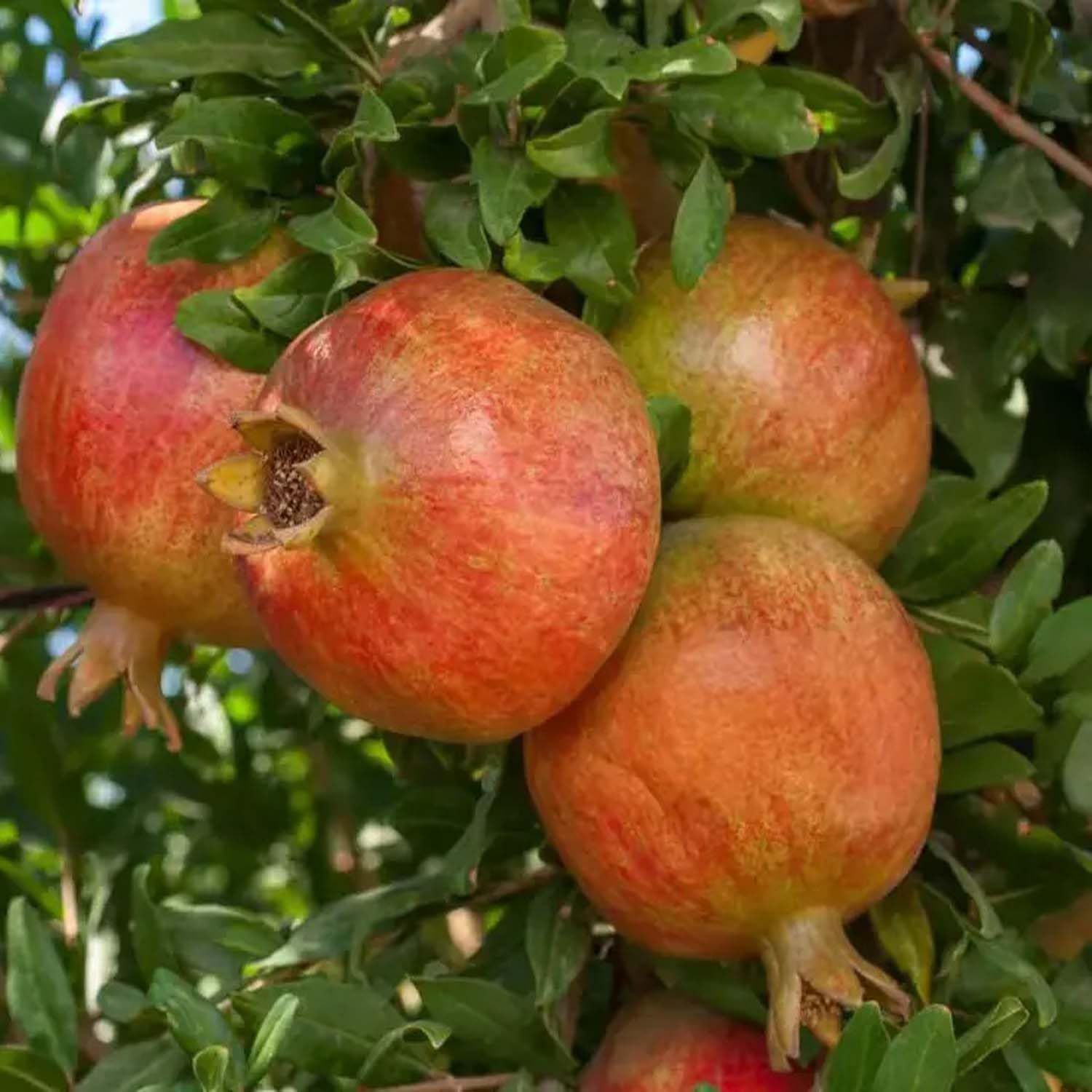 Pomegranate Anar Ganesh Variety Fruit (Air Layering/Grafted) Plants & Tree(1.5-3 Feet Size) - Tapobon