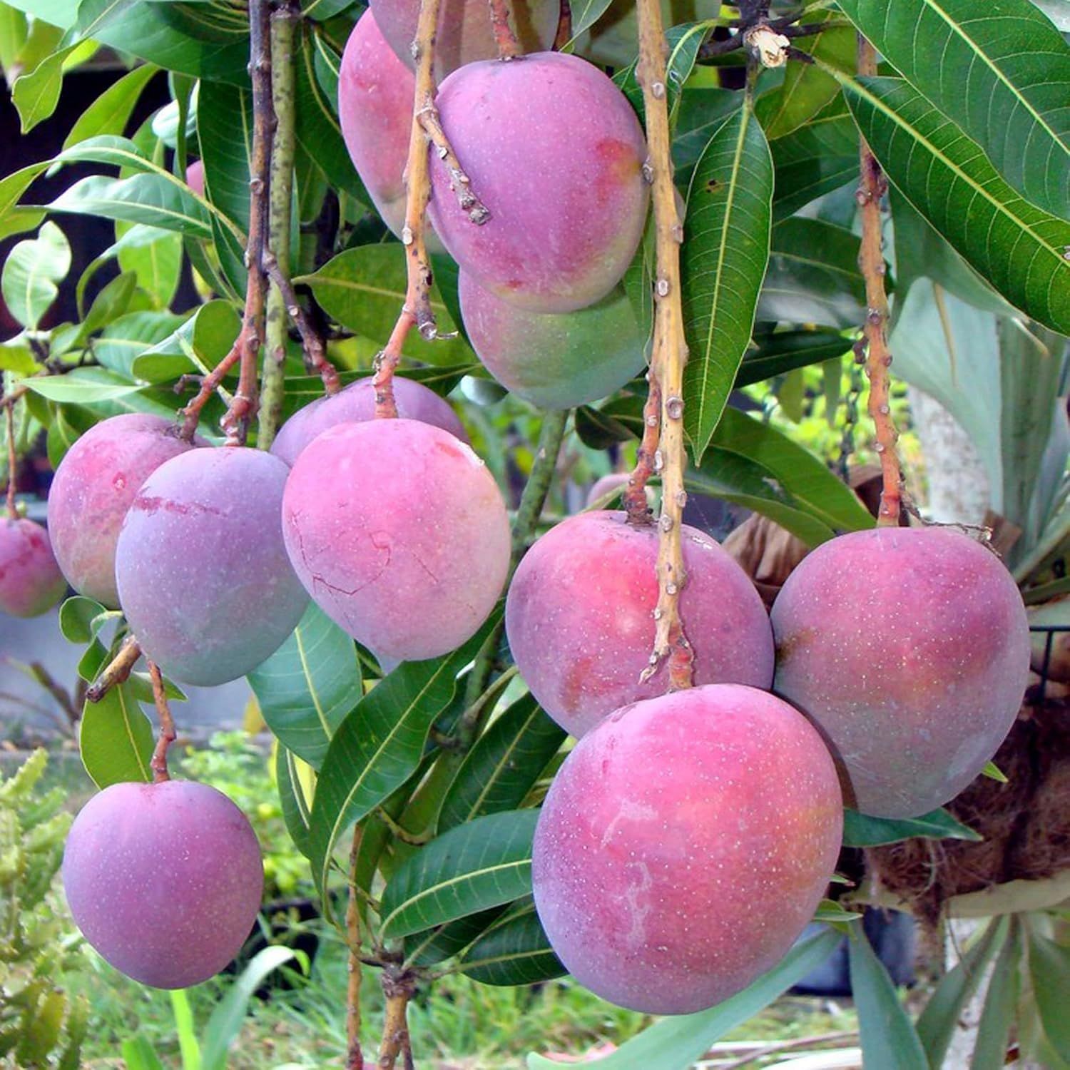 Mango Tommy Atkins All Time Mango Variety Grafted Aam Fruit Plants & Tree(1.5-3 Feet Size) - Tapobon