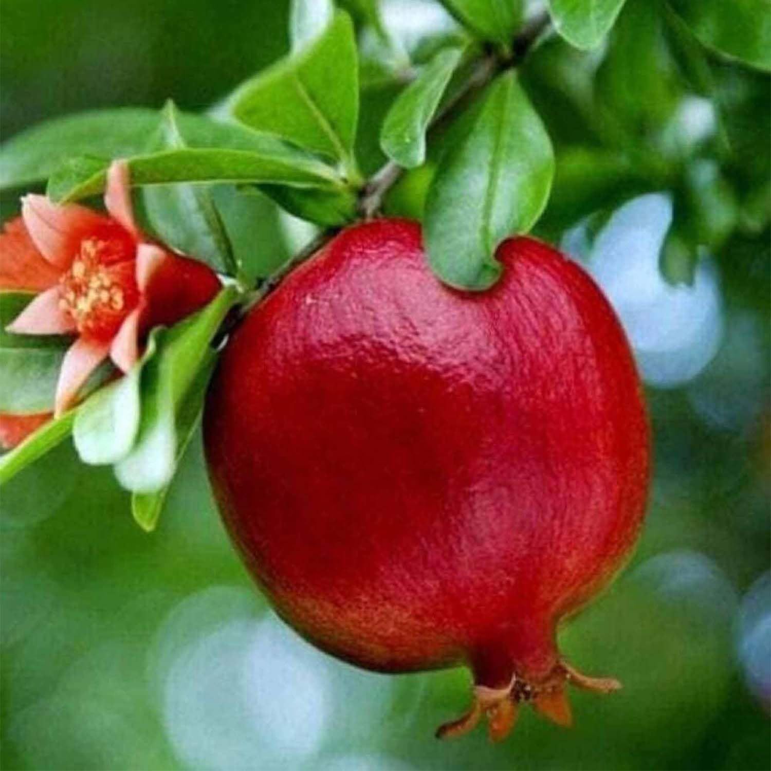 Pomegranate Israeli Rimon Variety Fruit (Air Layering/Grafted) Anar Plants & Tree(1.5-3 Feet Size) - Tapobon