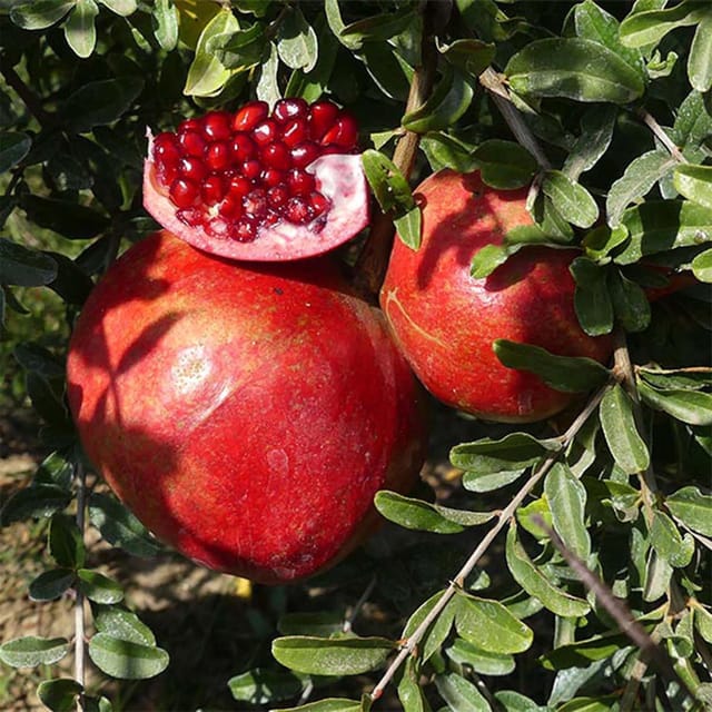 Pomegranate Granada Variety Fruit (Air Layering/Grafted) Anar Plants & Tree(1.5-3 Feet Size) - Tapobon