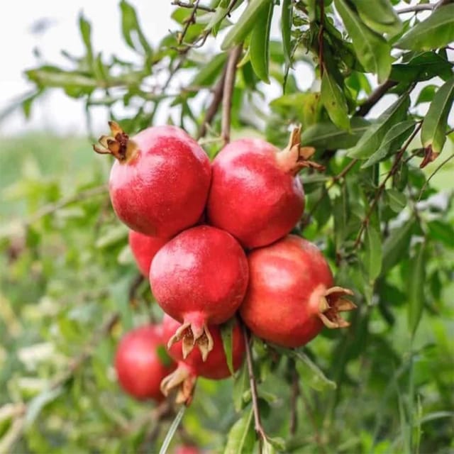 Pomegranate GM2 Variety Fruit (Air Layering/Grafted) Anar Plants & Tree(1.5-3 Feet Size) - Tapobon
