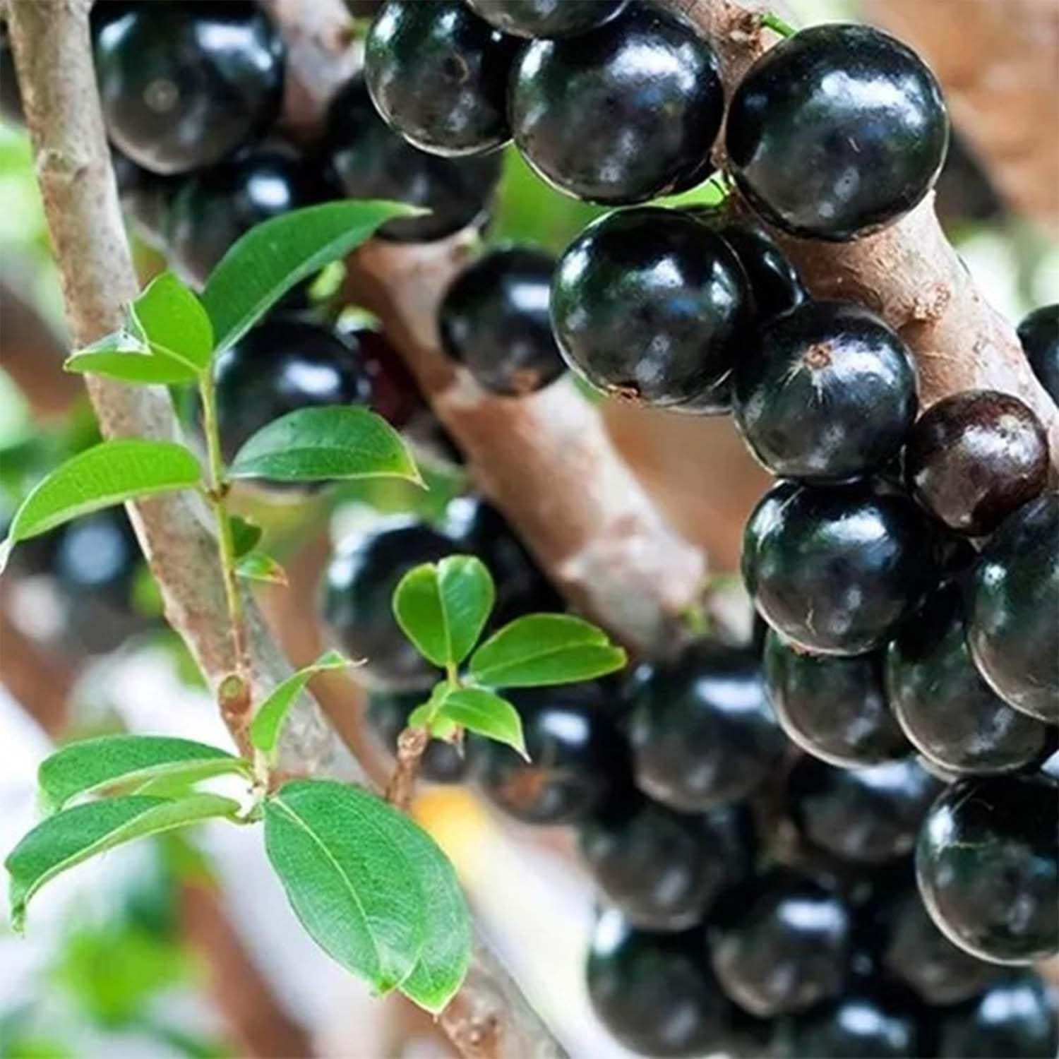Jabuticaba Sabara Variety Fruit Plants & Tree(1.5-3 Feet Size) - Tapobon