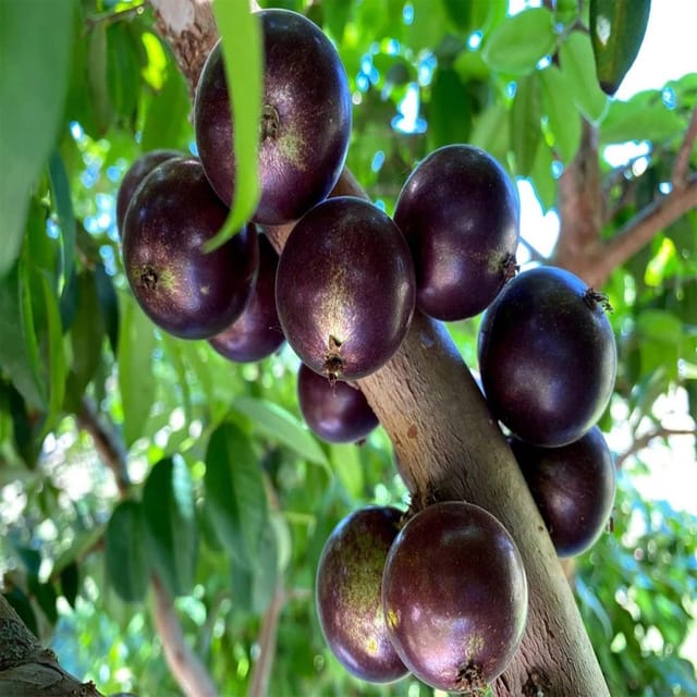 Jabuticaba Grimal Variety Fruit Plants & Tree(1.5-3 Feet Size) - Tapobon