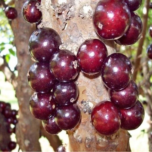 Jabuticaba Escarlate Variety Fruit Plants & Tree(1.5-3 Feet Size) - Tapobon