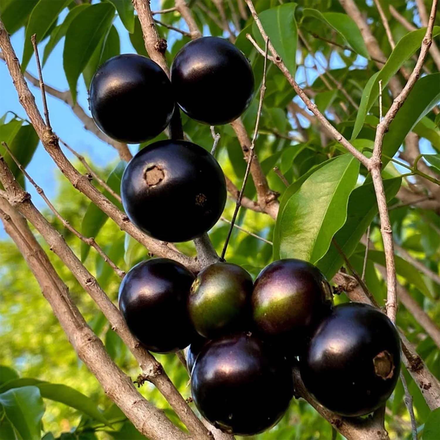 Jabuticaba Oblongata Variety Fruit Plants & Tree(1.5-3 Feet Size) - Tapobon