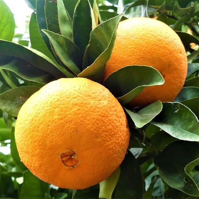 Washington Navel Orange Variety Grafted Santra Fruit Plants & Tree(1-2 Feet Size) - Tapobon