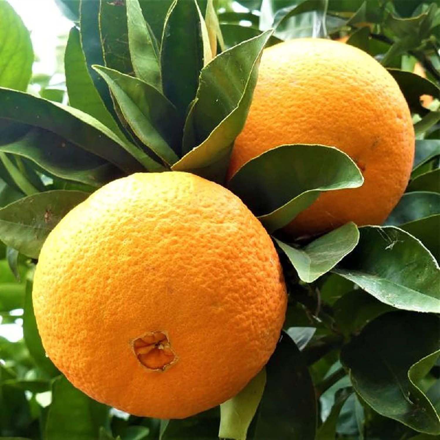 Washington Navel Orange Variety Grafted Santra Fruit Plants & Tree(1-2 Feet Size) - Tapobon
