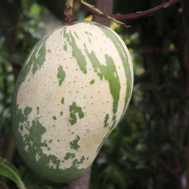 Mango Variegated Variety Grafted Aam Fruit Plants & Tree(1.5-3 Feet Size) - Tapobon