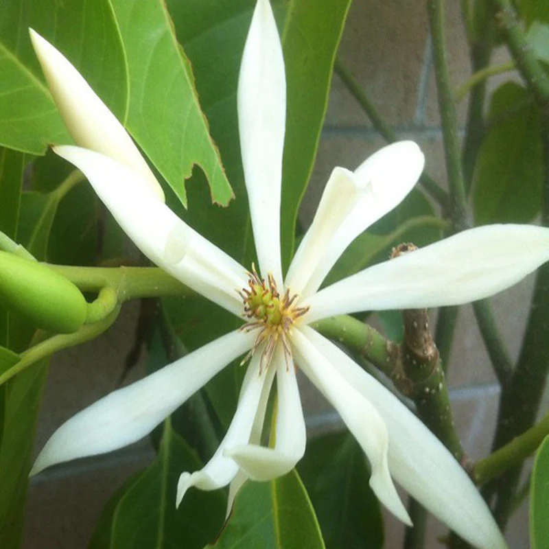 Champa White Flowers Plants - Naturemart