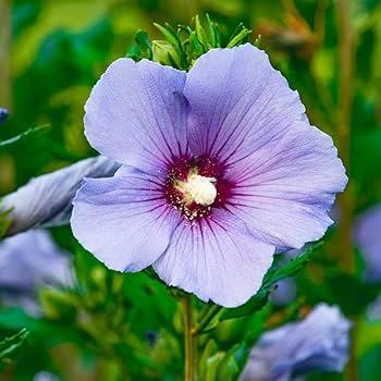 Hybrid Blue Hibiscus Rare one Plant - Naturemart
