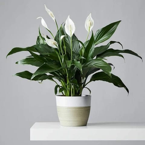 Peace Lily Plant - Naturemart