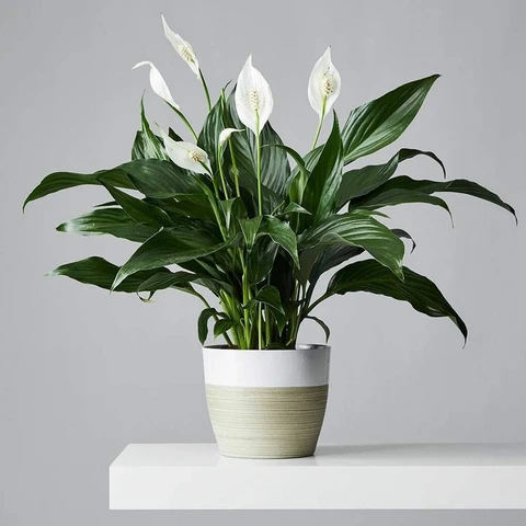 Peace Lily Plant - Naturemart