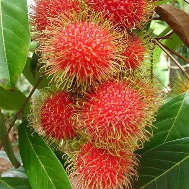 Rambutan ( Grafted ) Plant For Outdoor Gardening Rambutan ( Grafted ) Plant For Outdoor Gardening