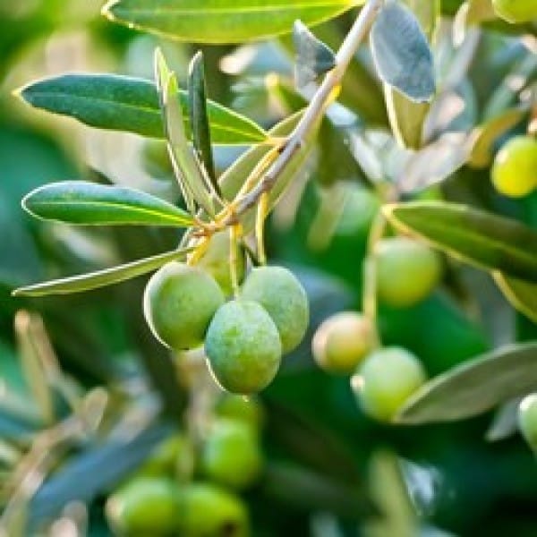 Thai Sweet Olive () Plant For Outdoor Gardening