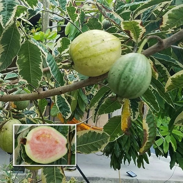 Variegated Guava(Amrud) Plant For Outdoor Gardening