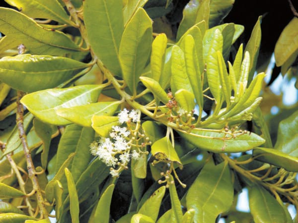 All spice plant for outdoor gardening best for terrace garden