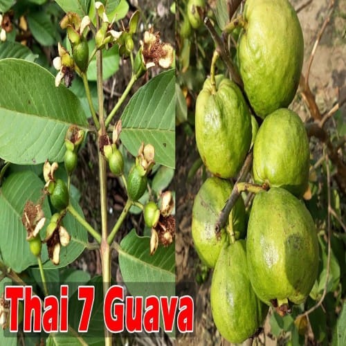 Thai 7 Guava Grafted Plant For Outdoor Gardening