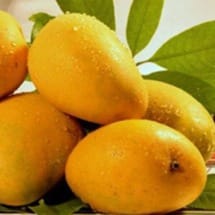 Champa Mango Plant For Outdoor Gardening