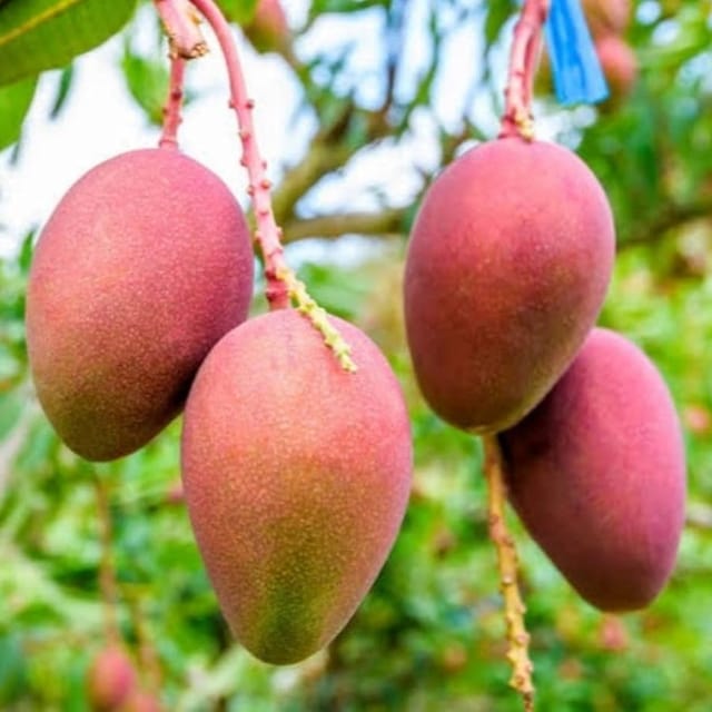 Pusa Arunima Mango Plant For Outdoor Gardening