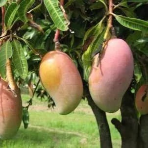 Amrapali Mango (Grafted) Plant For Outdoor Gardening