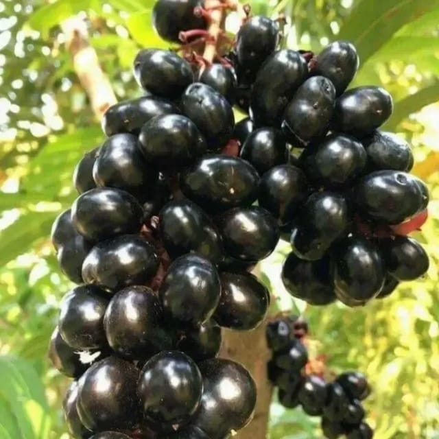 Thai King Black Jamun Plant For Outdoor Gardening