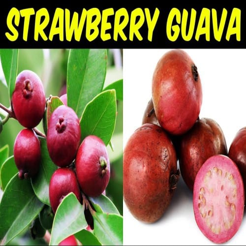 Strawberry Guava Plant For Outdoor Gardening
