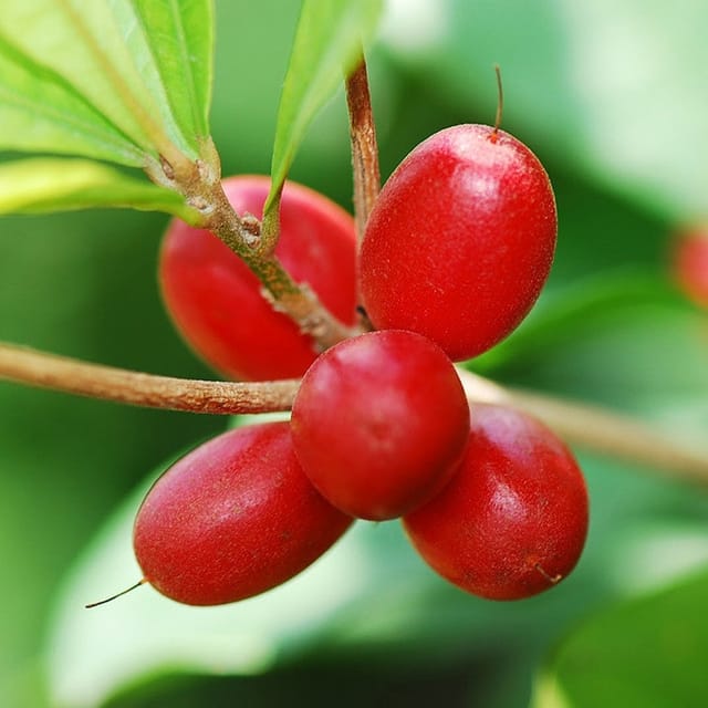 All Time Miracle Fruit Plant For Outdoor Gardening