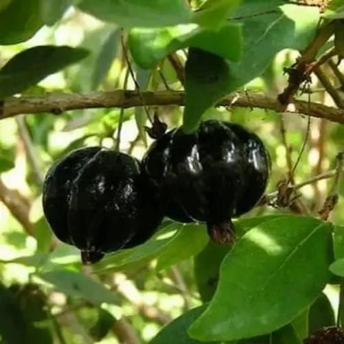 Black Surinam Cherry Fruit Plant For Outdoor Gardening