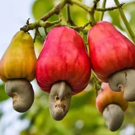 Cashew Nut Kaju Badam Plant For Outdoor Gardening