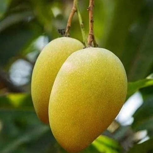 Harivanga Mango ( Grafted ) Plant For Outdoor Gardening