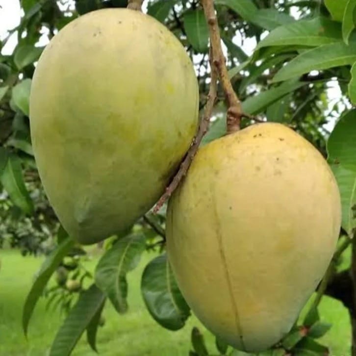 Harivanga Mango ( Grafted ) Plant For Outdoor Gardening