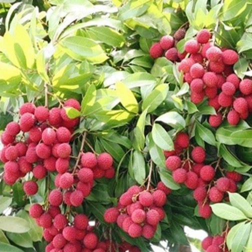 Muzaffarpur Sweet Lichi Plant For Outdoor Gardening