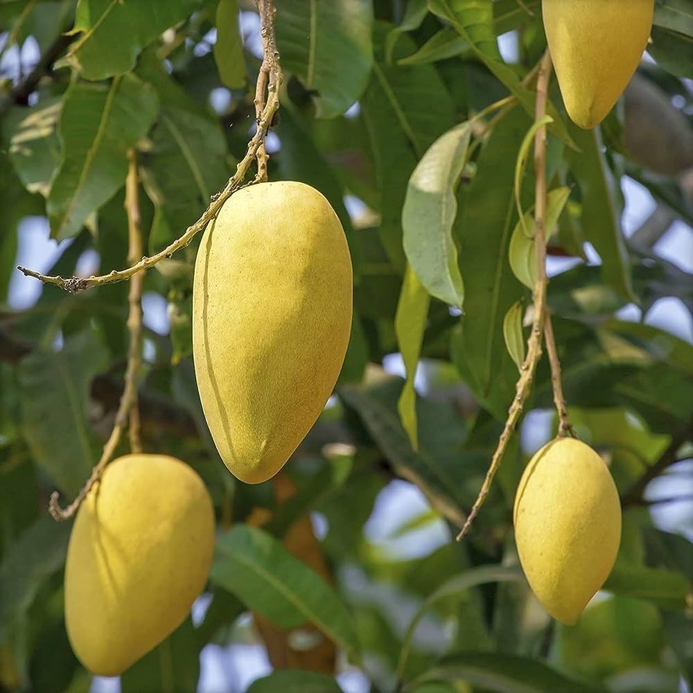 Chaunsa Mango ( Grafted ) Plant For Outdoor Gardening