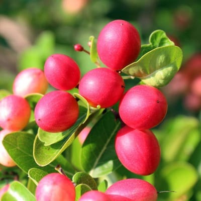 Sweet And Sour Pink Karonda (Air Layer) Plant For Outdoor Gardening