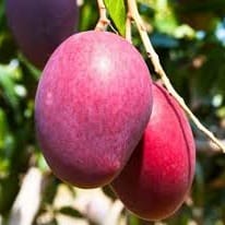 Red Palmar Mango Plant For Outdoor Gardening Red Palmar Mango Plant For Outdoor Gardening