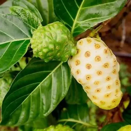 Noni Fruit Plants For Outdoor Gardening