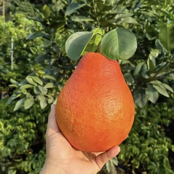 Dekopon Orange ( Grafted ) Plant For Outdoor Gardening
