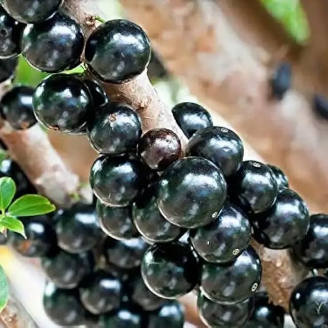 Jabuticaba Fruit Plant For Outdoor Gardening