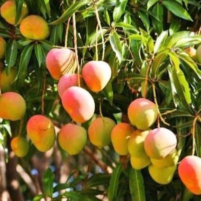 Alphonso Mango Plant For Outdoor Gardening
