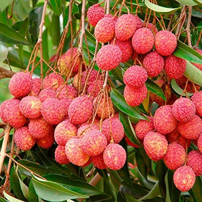 Chaina 3 Litchi Plant For Outdoor Gardening