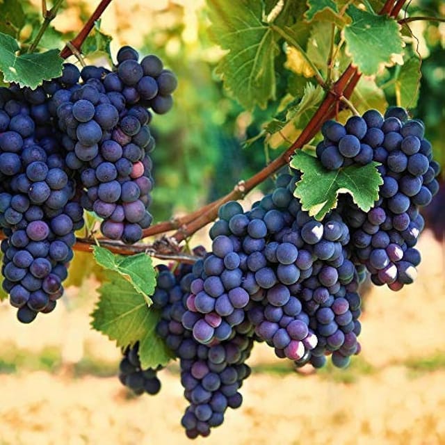 Black Grapes Plant For Outdoor Gardening
