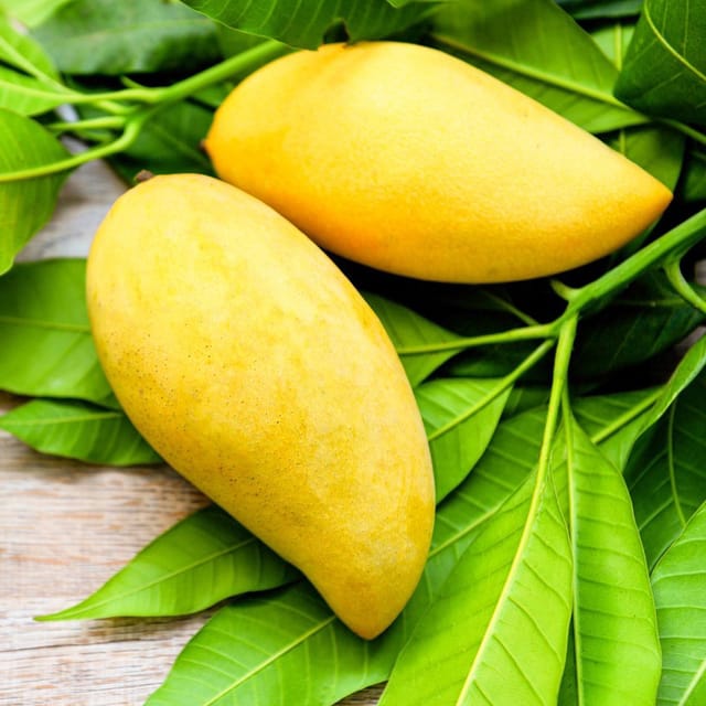 Nam Doc Mai Mango (Grafted) Plant For Outdoor Gardening