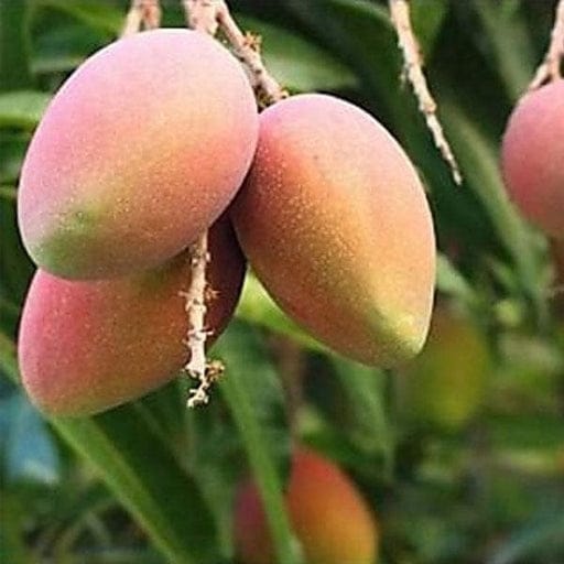 Subarnarekha Mango Plant For Outdoor Gardening Subarnarekha Mango Plant For Outdoor Gardening