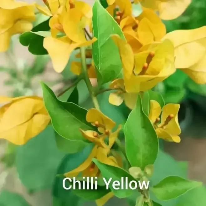 Thai Chilli Yellow Bougainvillea Flower Plant For Outdoor Gardening