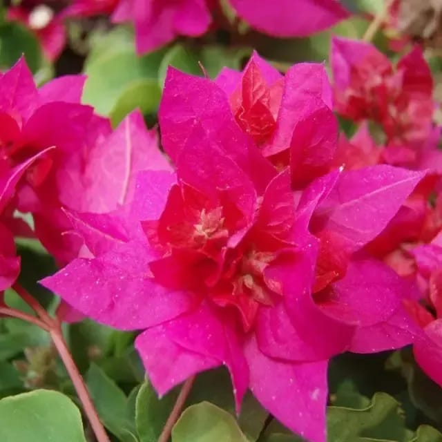 Bougainvillea Dark Pink Double Creepers And Climbers Plant For Outdoor Gardening