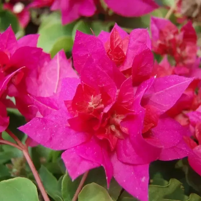 Bougainvillea Dark Pink Double Creepers And Climbers Plant For Outdoor Gardening