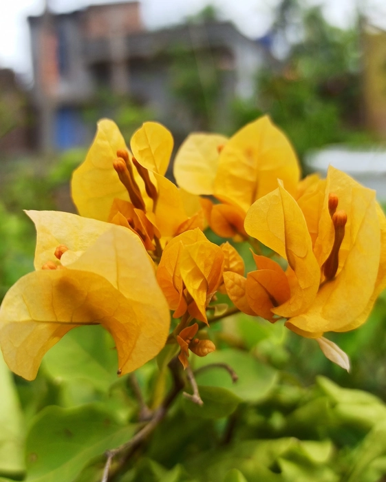 LADY MARY BEARING bougenvellea plant