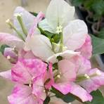 Mary palmer bougainvillea plant