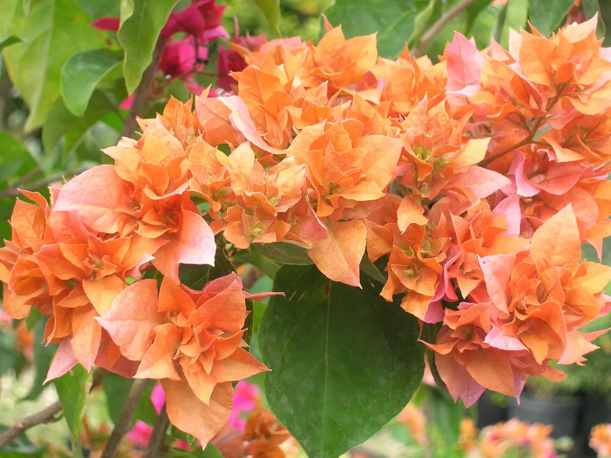 Bougainvillea orange flowering plant for Indoor and outdoor gardening... pack of 01.....