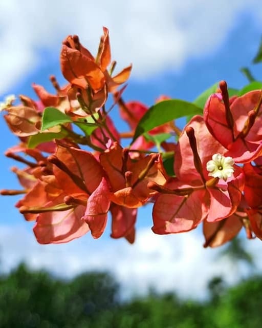 Orange Tanglong Bougainvillea